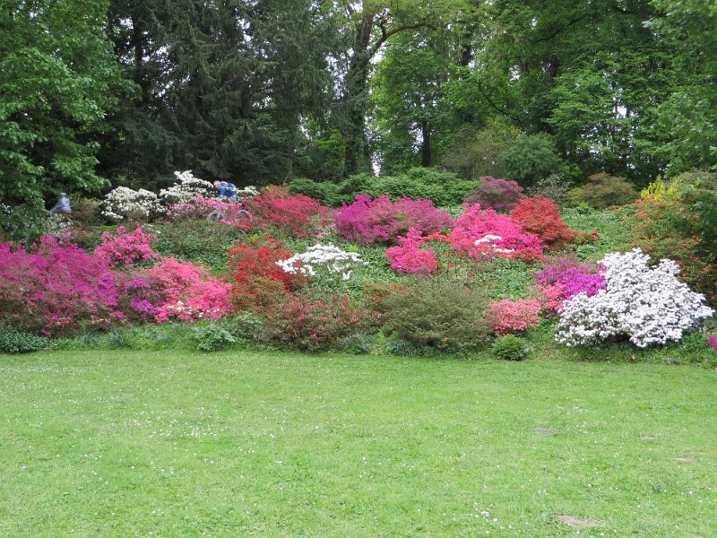 Rhododendron japonicum (2)